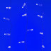 Уличная светодиодная гирлянда Ardecoled занавес 230V синий ARD-Curtain-Classic-2000X3000-Clear-760Led Blue 024861