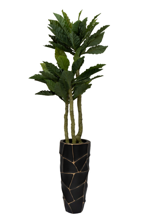 Папоротник гнездовой в горшке