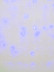 Уличная светодиодная гирлянда Uniel занавес 220V синий ULD-C3020-240/STK Blue IP44 UL-00007211